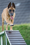 Foto für Frühjahrskursbeginn des Hundesportverein Aurach